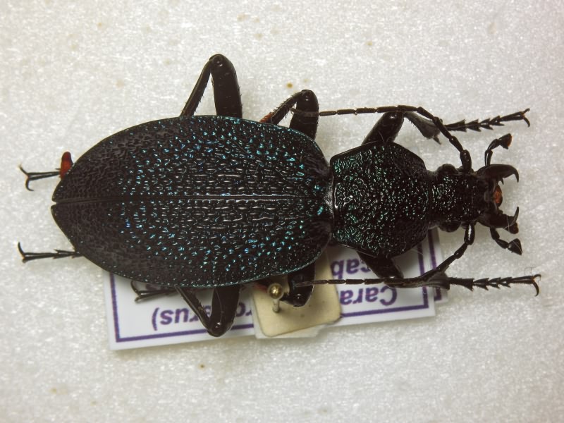 Carabus scabrosus tauricus Bonelli, 1810